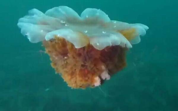 北极霞水母是什么动物?