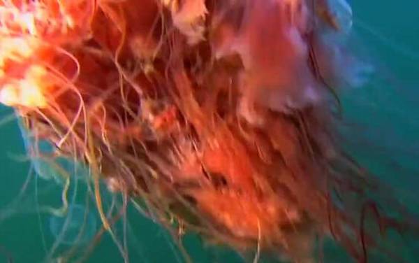 北极霞水母是什么动物?