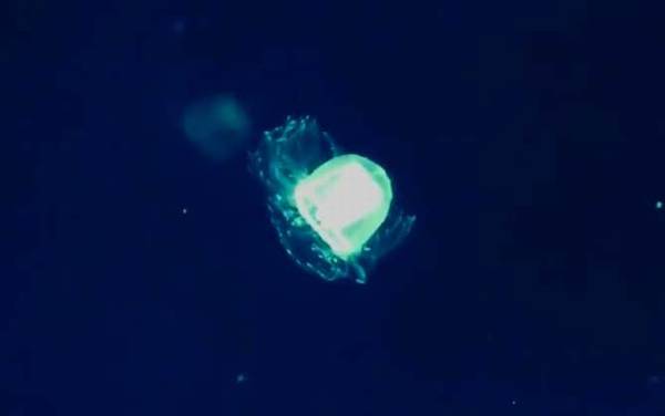灯塔水母是什么动物?