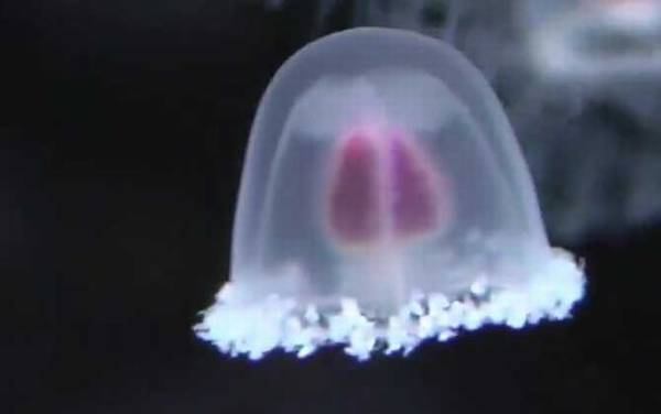 灯塔水母是什么动物?