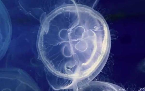 海月水母是什么动物?