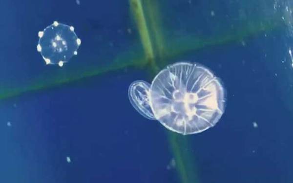 海月水母是什么动物?