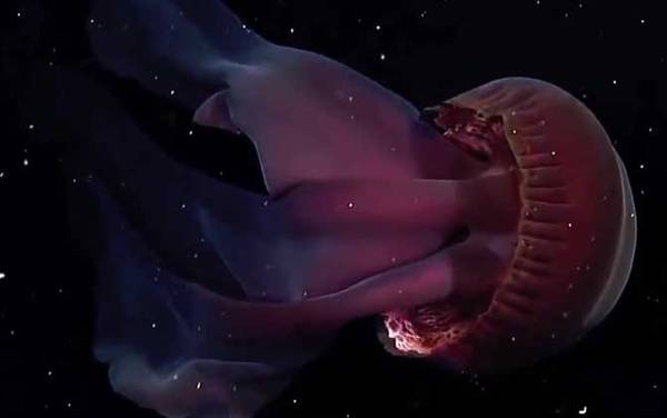 冥河水母是什么动物?