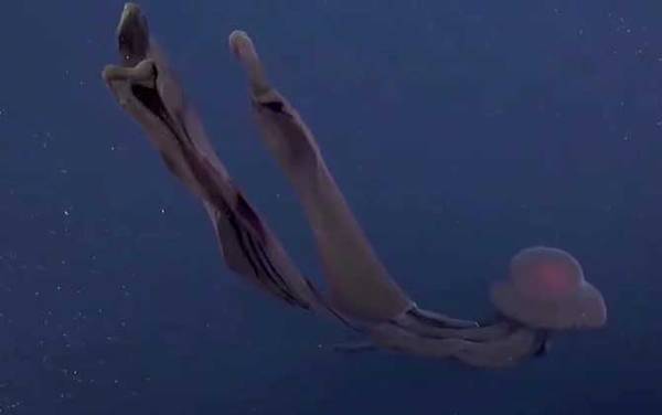 冥河水母是什么动物?