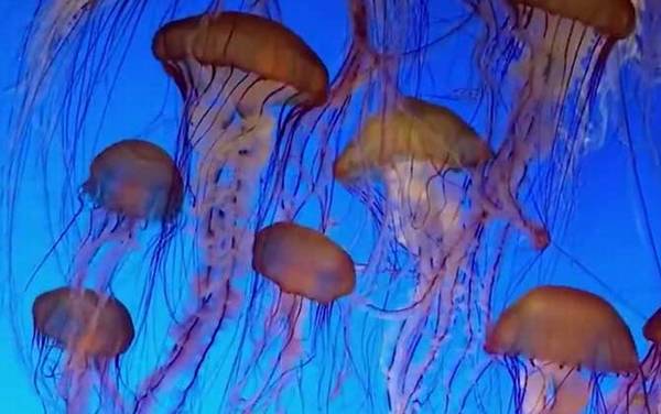 海蜇是水母吗?