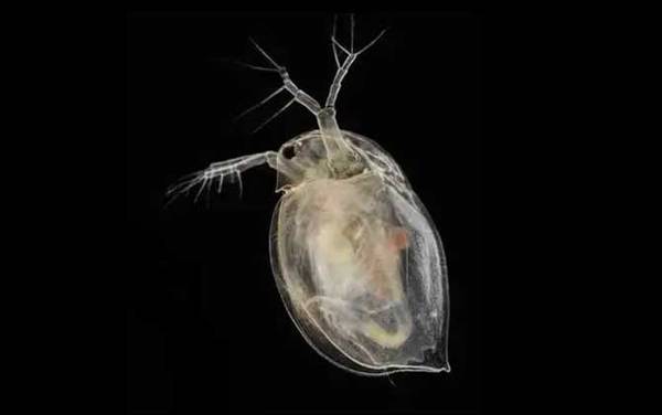 水蚤是什么动物?