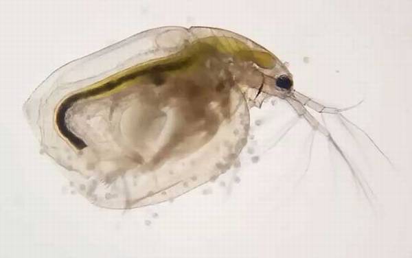 水蚤怎么养最好?