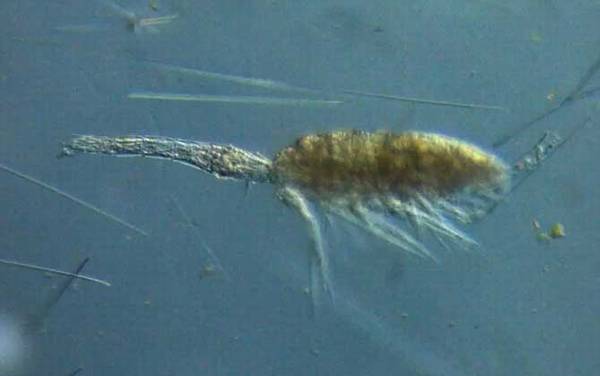 剑水蚤是什么动物?
