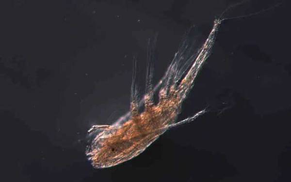 剑水蚤是什么动物?