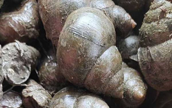 田螺是什么动物?