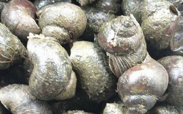 田螺是什么动物?