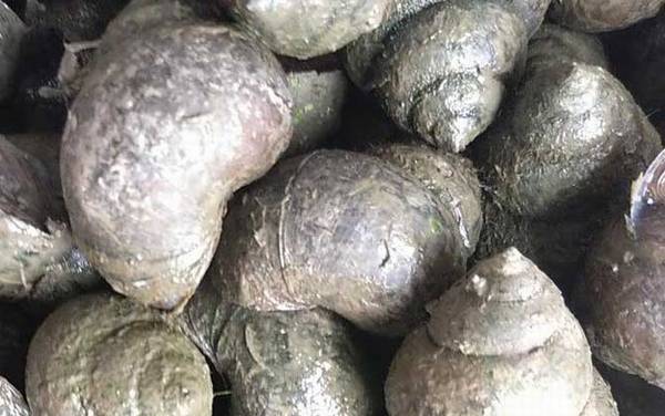 田螺吃什么食物?