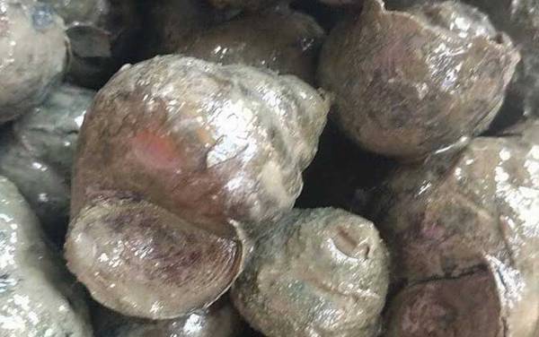 田螺吃什么食物?