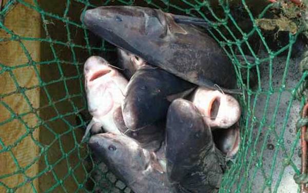 江团和黑鱼有什么区别?