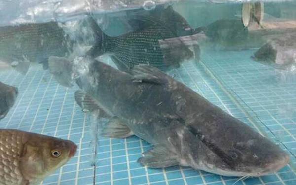 江团鱼是不是吃垃圾的?