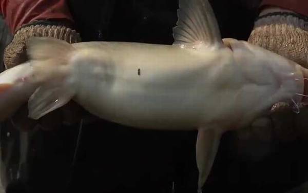 江团鱼是不是吃垃圾的?