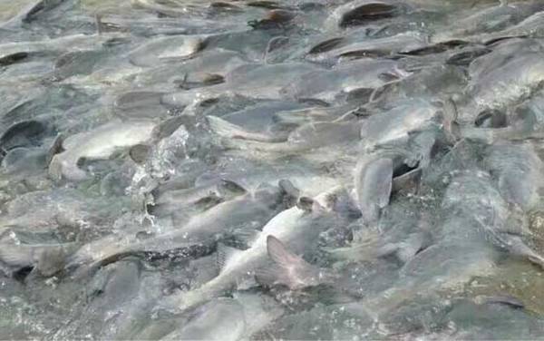 江团鱼是不是吃垃圾的?