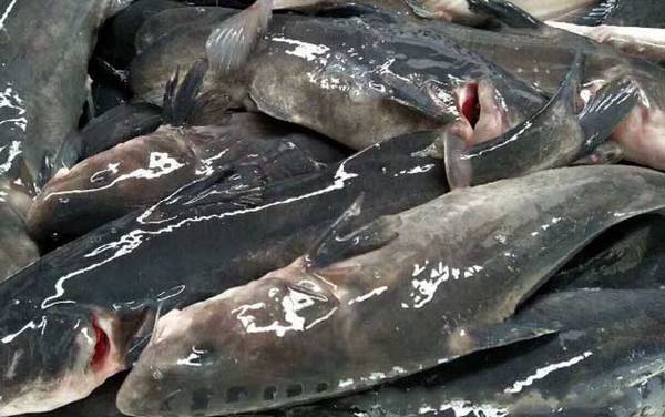 江团鱼是不是吃垃圾的?