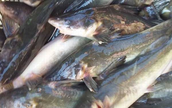 江团和黑鱼有什么区别?