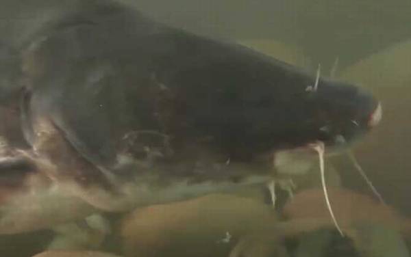 江团为什么叫垃圾鱼?