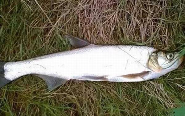 翘嘴鱼又叫什么鱼?