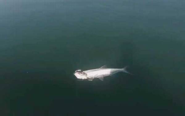 翘嘴有几个品种?