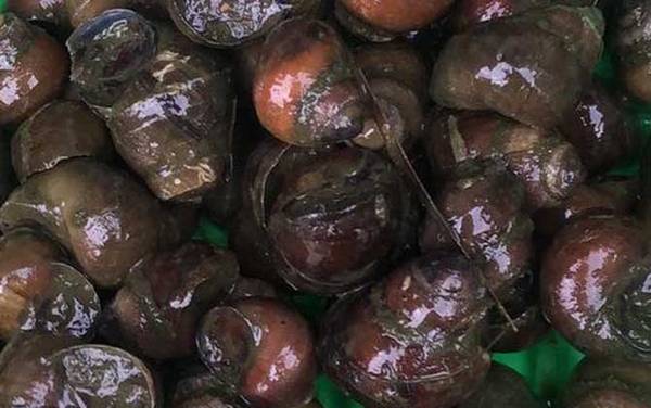 田螺怎么洗最快最干净?