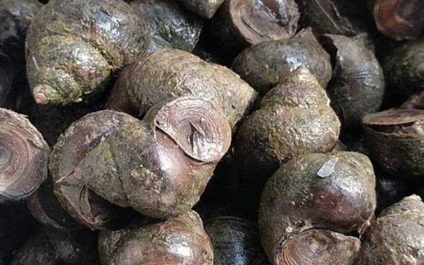 田螺怎么洗最快最干净?