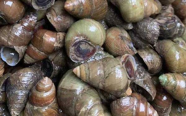 田螺怎么洗最快最干净?