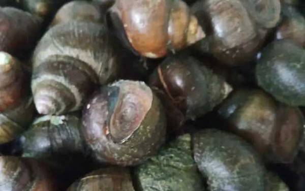 孕妇可以吃田螺吗?