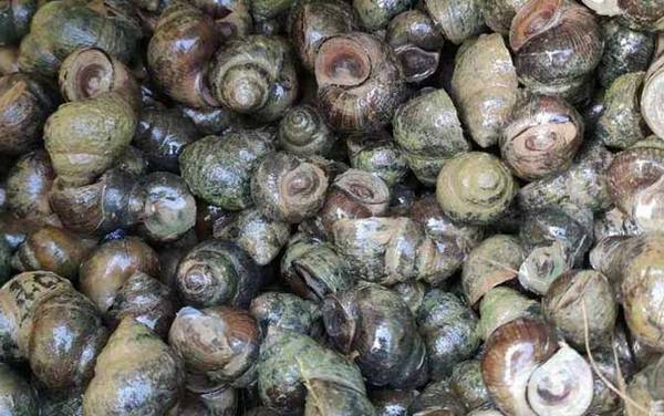 孕妇可以吃田螺吗?