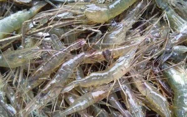 СϺ��ʲôʳ�