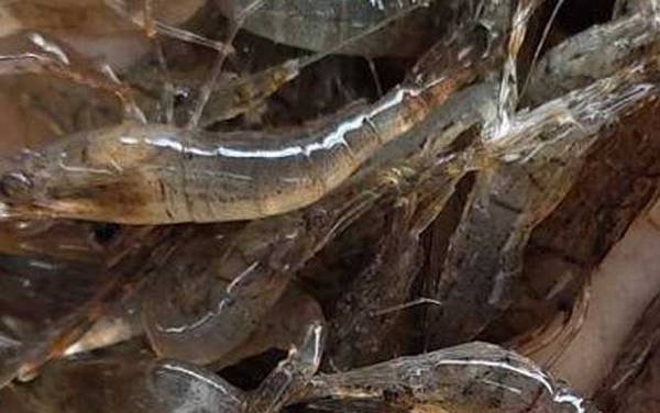 СϺ��ʲôʳ�