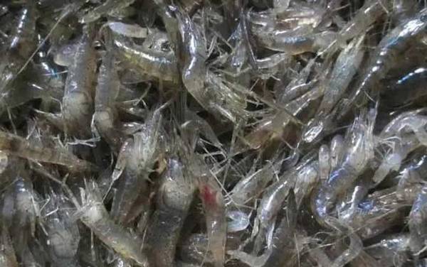 СϺ��ʲôʳ�