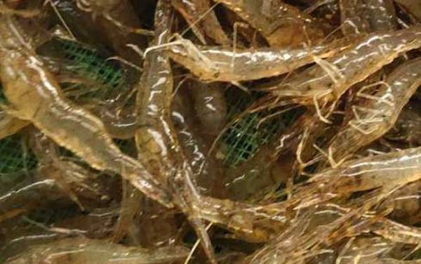 СϺ��ʲôʳ�