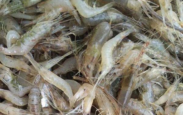 虾煮几分钟就熟了?