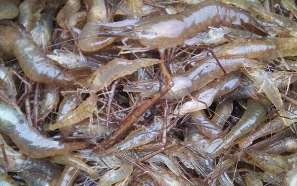 虾煮几分钟就熟了?