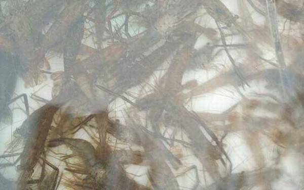 孕妇可以吃虾吗?