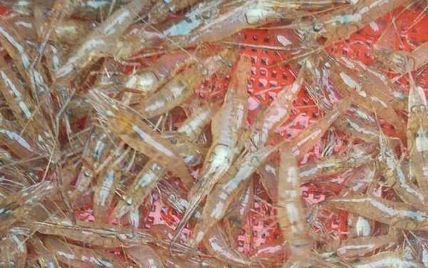 孕妇可以吃虾吗?