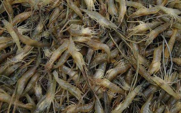 虾煮几分钟就熟了?