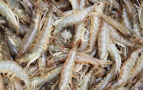 龙游浅水遭虾戏是什么意思?