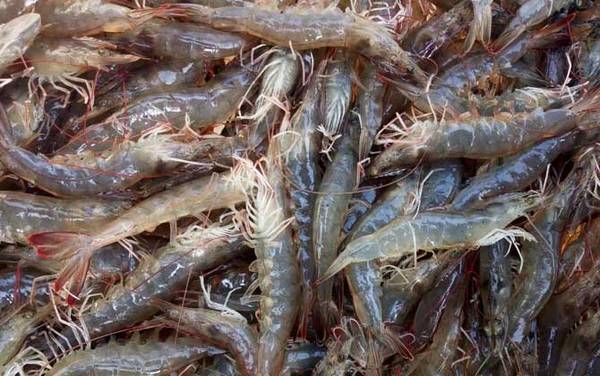 龙游浅水遭虾戏是什么意思?