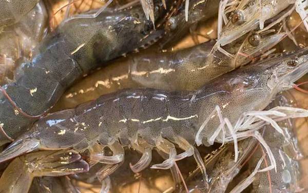 虾类依靠什么呼吸?