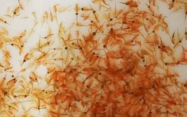 ����Ϻ��ʲô���