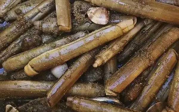 蛏子是什么动物?