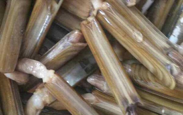 蛏子是什么动物?