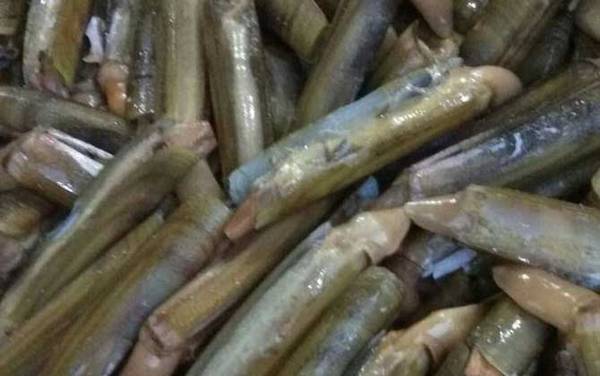 蛏子是什么动物?