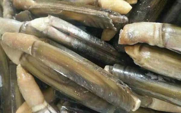 蛏子是什么动物?