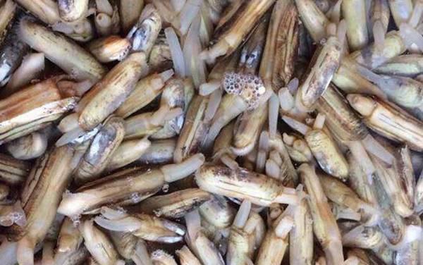 蛏子是什么动物?