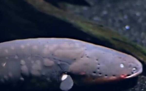 电鳗为什么会放电?